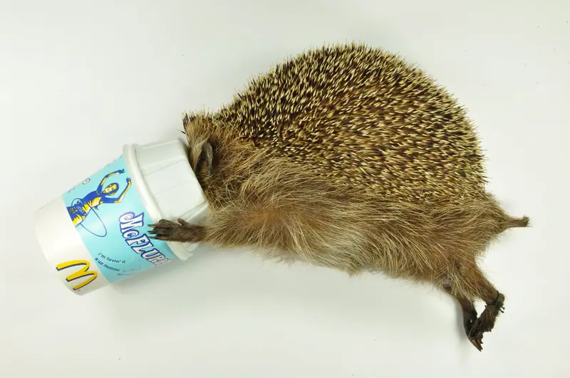 Dode dieren met een verhaal