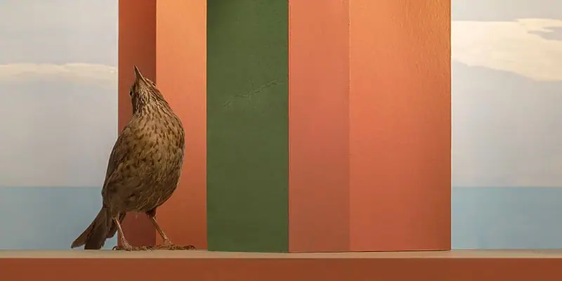 Vogels tussen decor en werkelijkheid – opstellingen van Hans van Asch